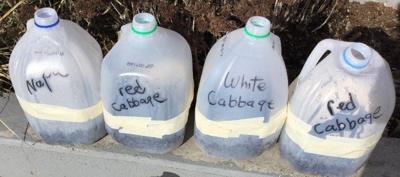 Milk jugs as greenhouses
