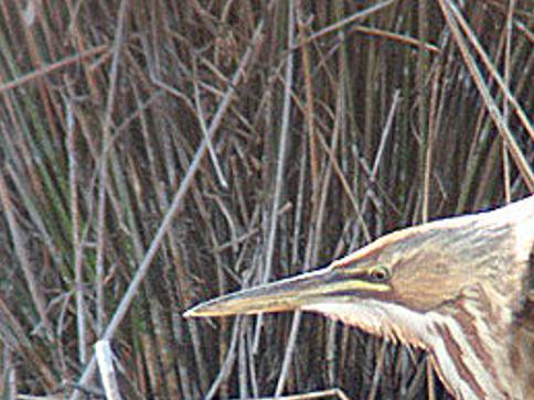Wildlife Moment Catch A Glimpse Of Hard To Spot American Bittern