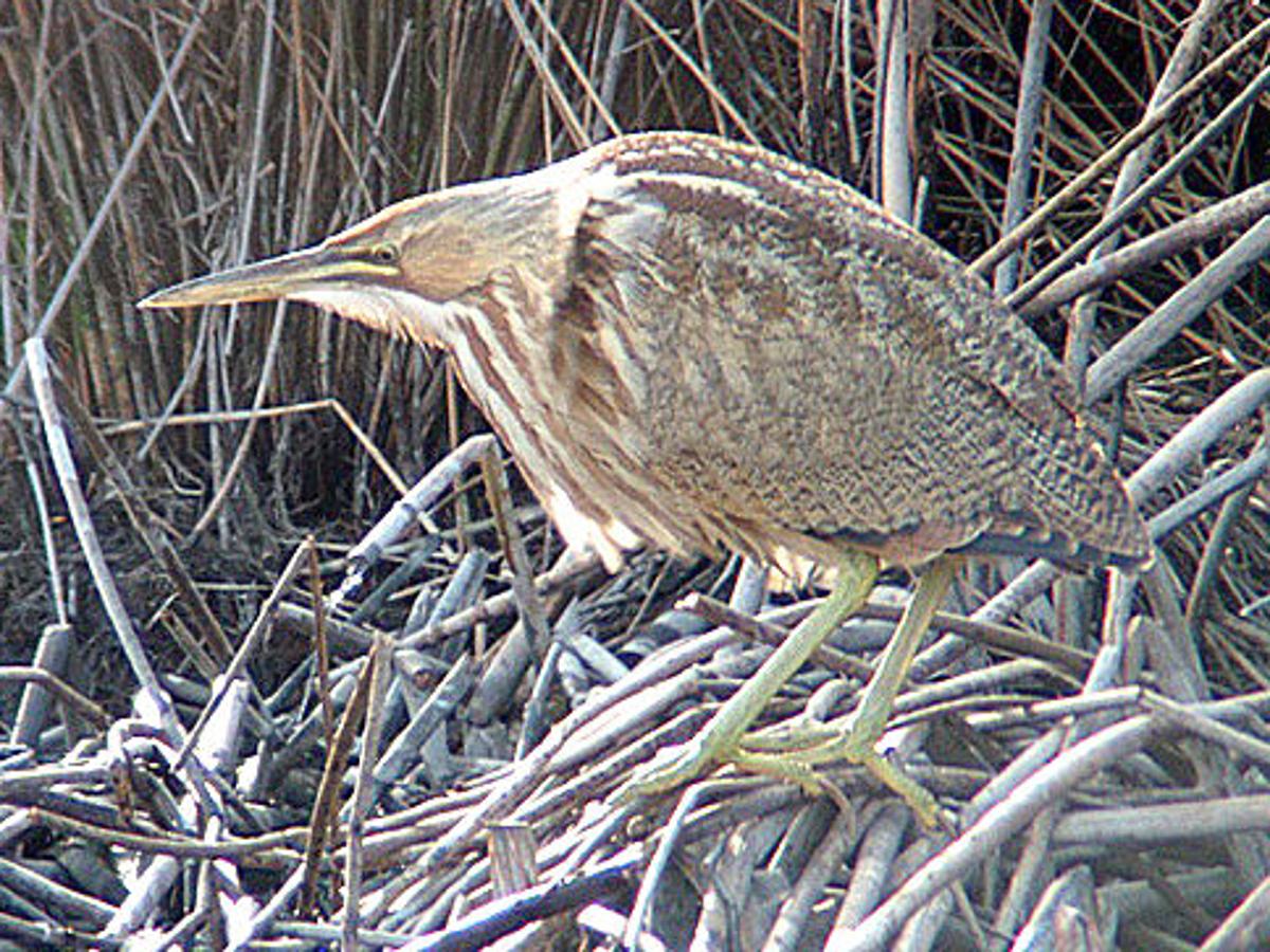 Wildlife Moment Catch A Glimpse Of Hard To Spot American Bittern At Migratory Bird Day Outdoors And Recreation Yakimaherald Com Wildlife Moment Catch A Glimpse Of Hard To Spot American Bittern At Migratory Bird Day Outdoors And Recreation Yakimaherald Com