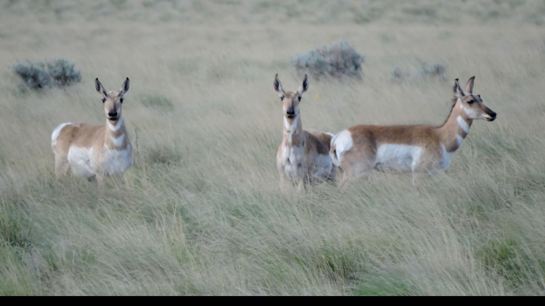 Wildlife Moment: Fleet-of-foot pronghorns return to ...