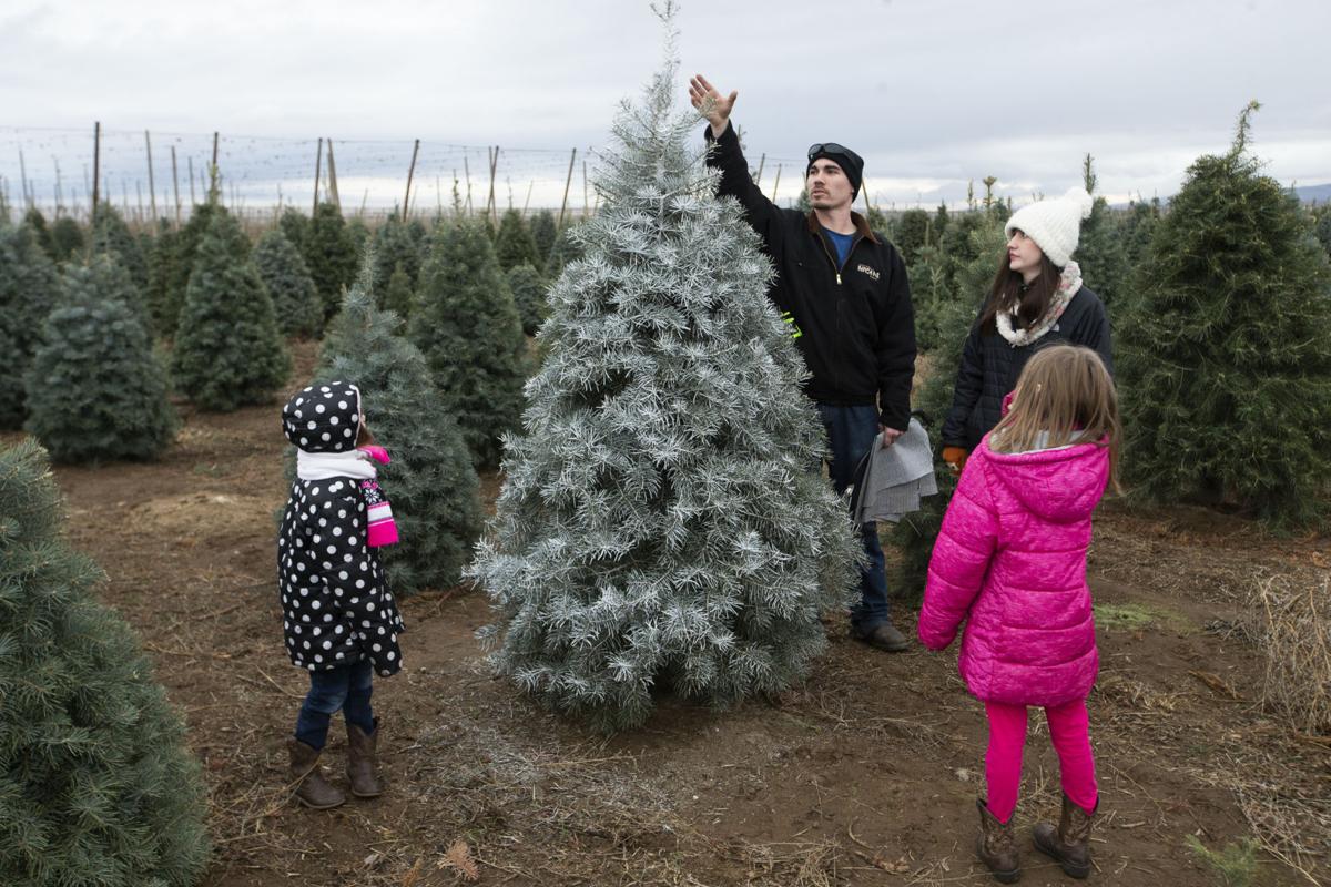Whether Chopping Or Shopping Tis The Season For Christmas Trees Scene Yakimaherald Com