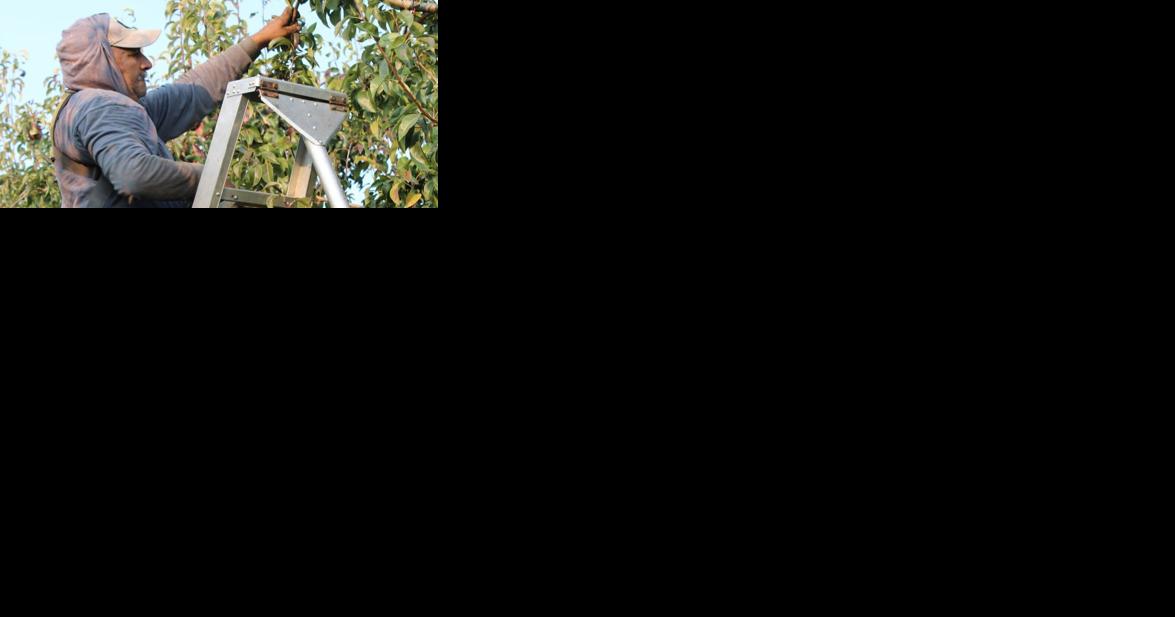 Among solid 2023 pear harvest, new varieties slowly making their way into Yakima Valley orchards - Vimarsana News
