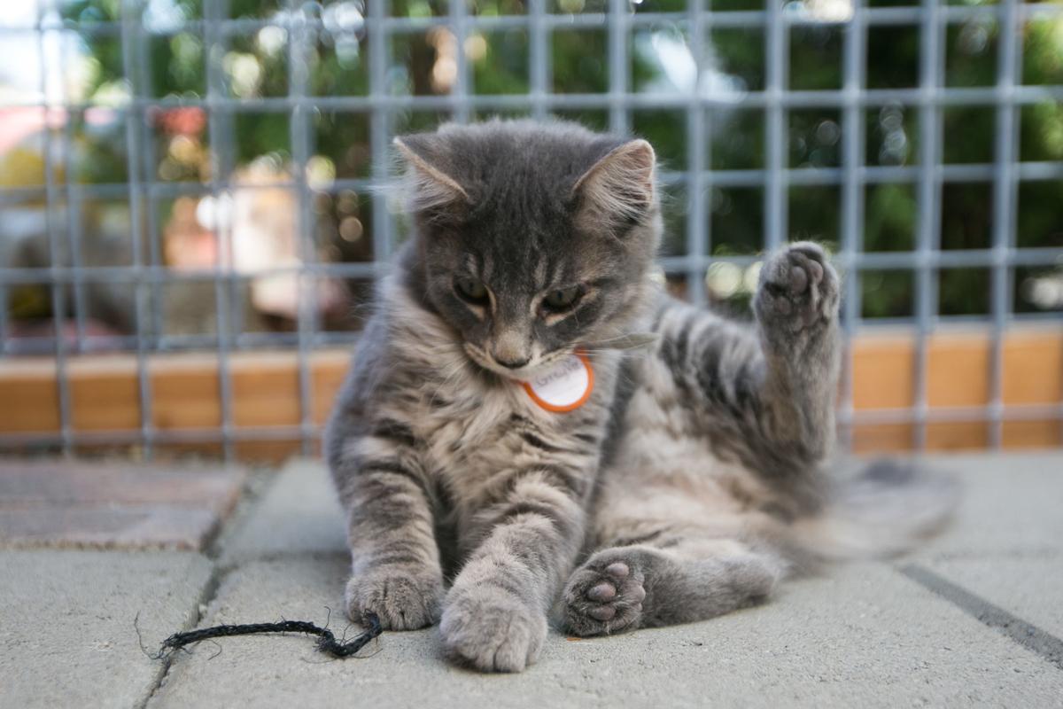 Fabulous Felines At The Calico Cat Cafe And Barkery Are Ready To
