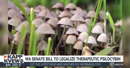 Washington Senate Bill seeks to legalize psilocybin for therapeutic use