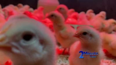 2 Minute Take – Ranch and Home – Baby Chicks 2022