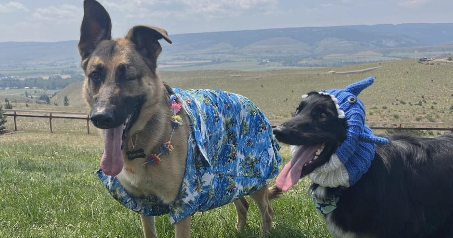 Ellensburg animal rescue hosts fundraiser event Saturday to help save 'misfits' in need - Vimarsana News
