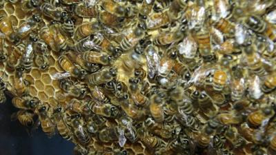 Bees learn waggle dance moves