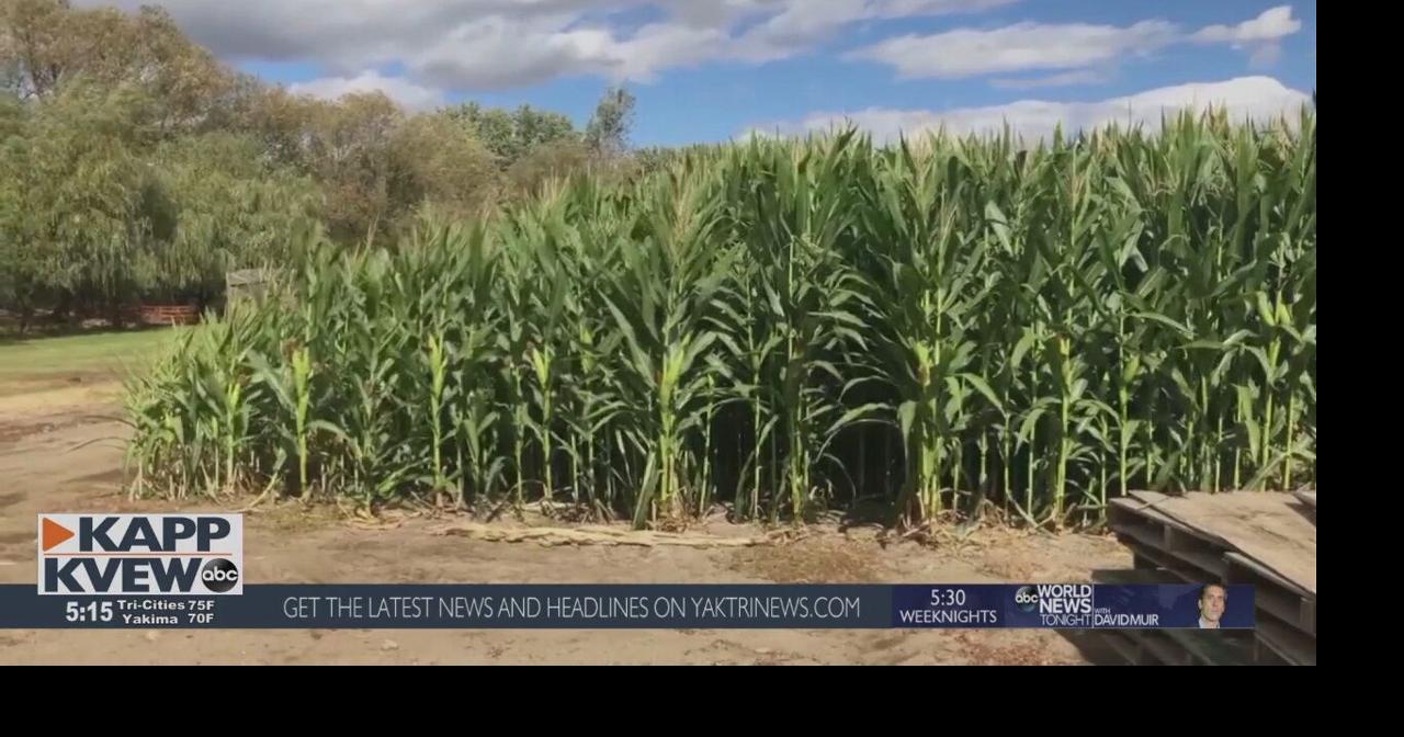 Union Gap Corn Maze opens next weekend with new COVID19 protocols Local News