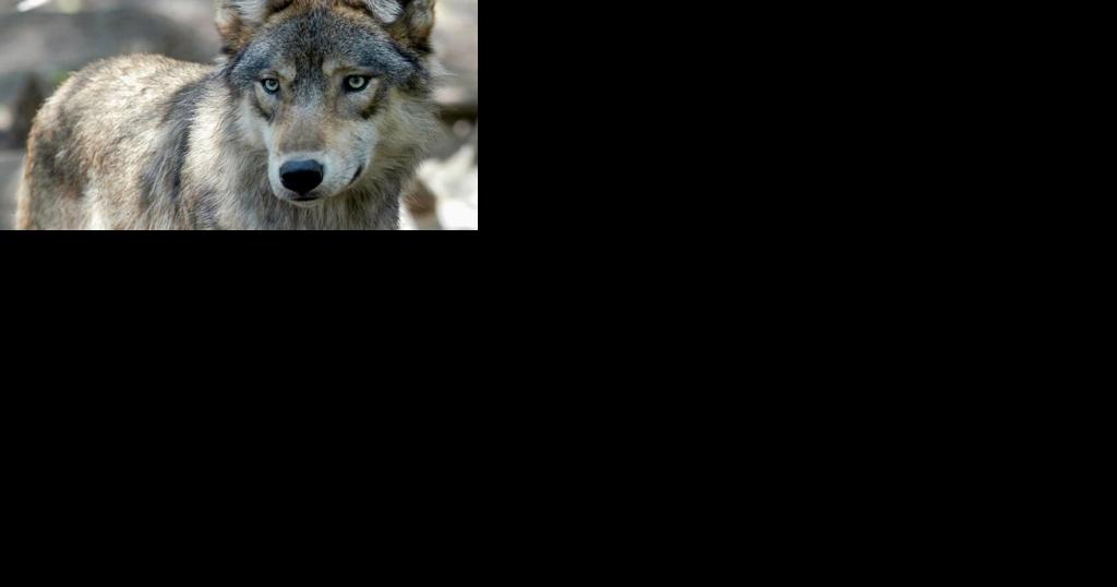 South Cascades region sees first wolf pack to recolonize - Vimarsana News
