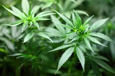 Study: Post-Operative Cannabis Use Associated with Opioid-Sparing Effects