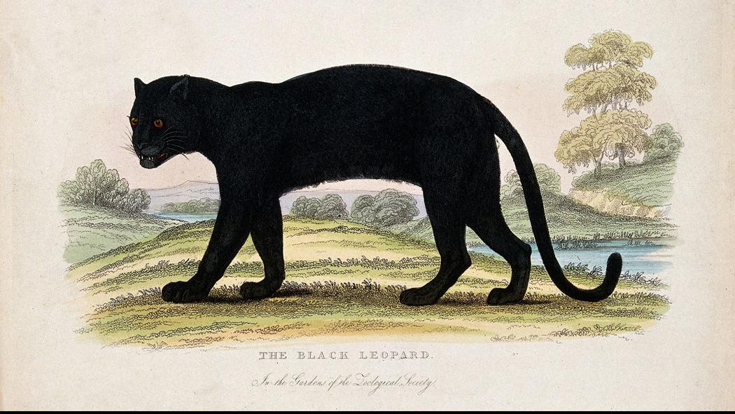 Wampus Cats Panthers And Cougars Oh My News Yesweekly Com