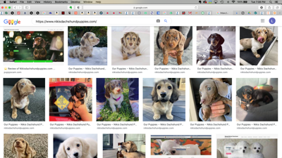 Puppy store search website