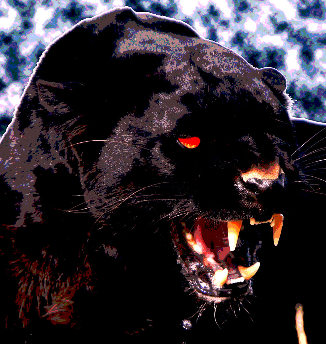 black-panther-animal-hd-wallpaper – N'DIGO