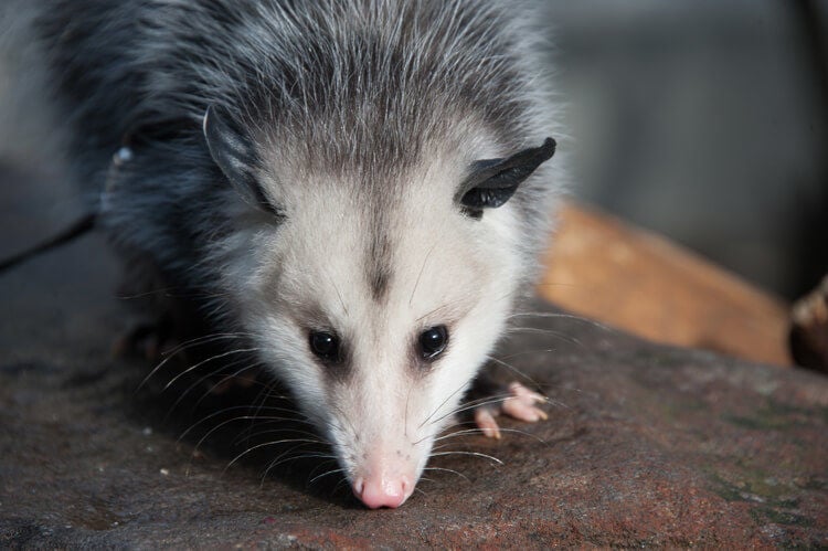 Is Trapping an Opossum Legal?