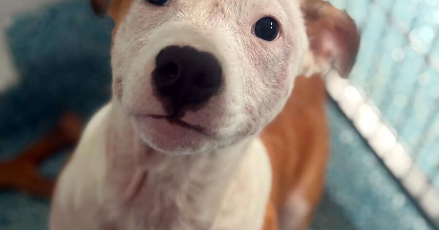 Overcrowded animal shelter desperate for help