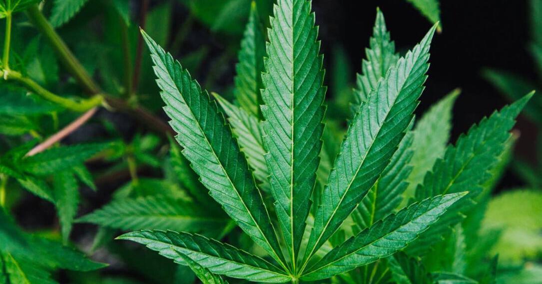 Big Changes Coming in 2026 for NC "Hemp" "Cannabis" Products