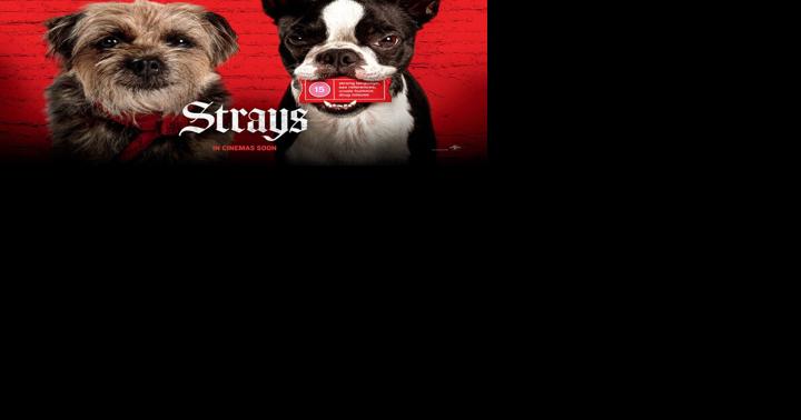 Strays: The dog days of summer - Vimarsana News