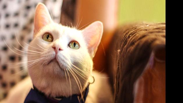 Cats And Coffee At Crooked Tail News Yesweekly Com