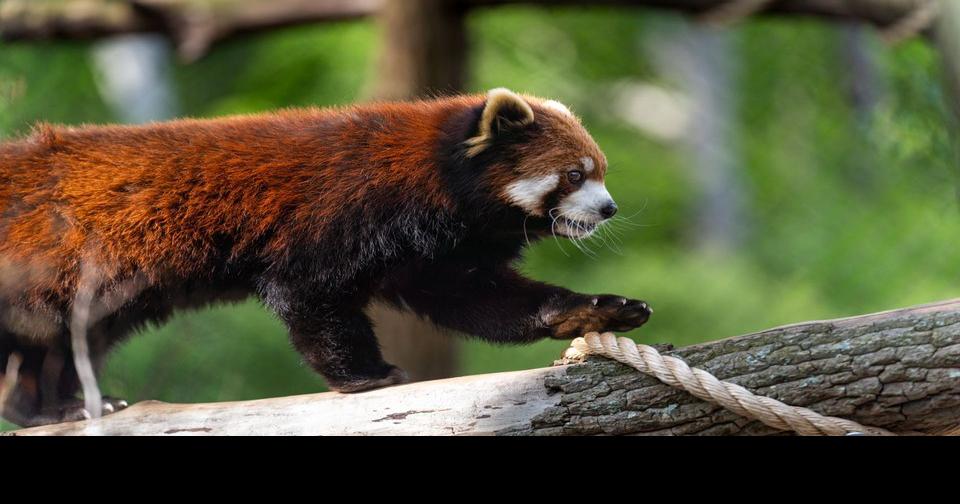 vicious red panda