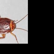 Achieve Peace of Mind with Orlando's Premier Pest Control Solutions - Vimarsana News