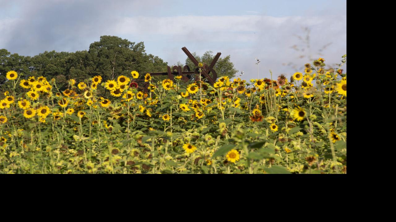 North Carolina Museum Of Art Dorothea Dix Park Team Up For City Of Sunflowers The Arts Yesweekly Com