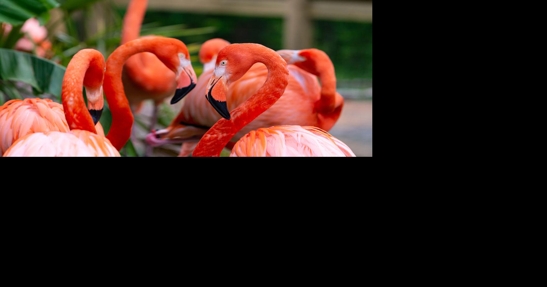 Greensboro Science Center Adjusts Ticket Price, Offers New ...