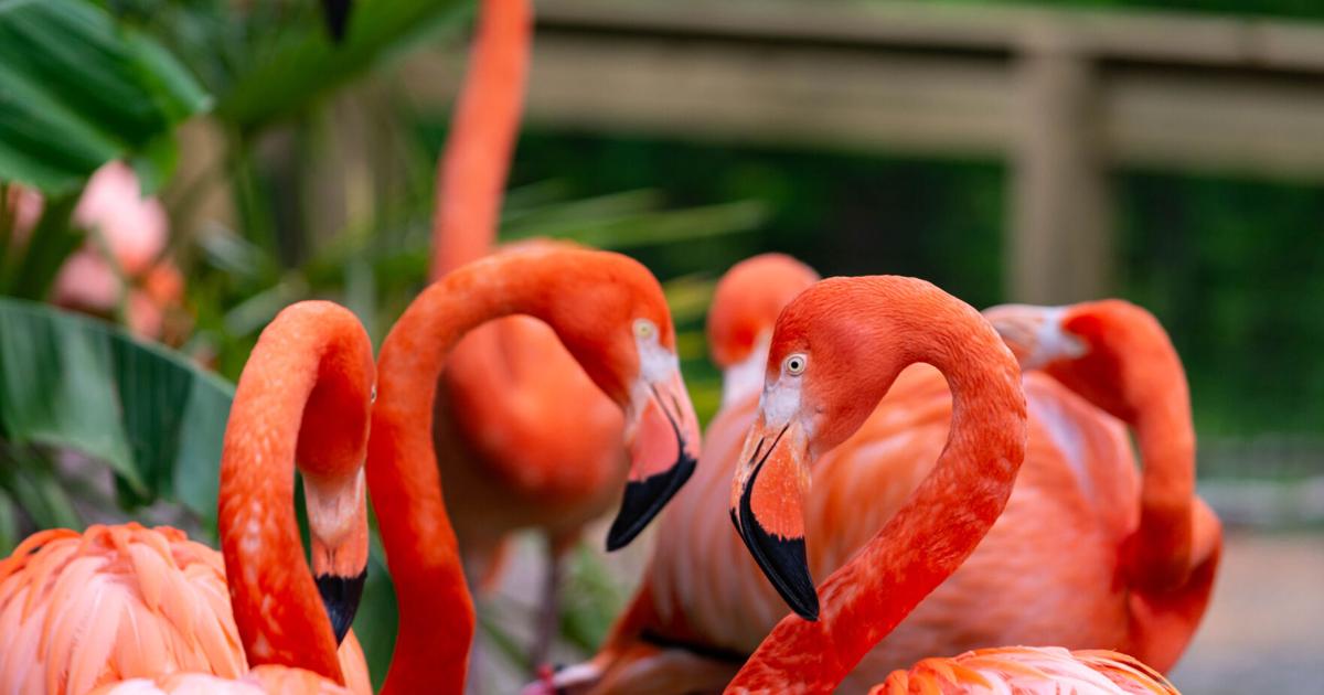 Natural science center greensboro nc coupon