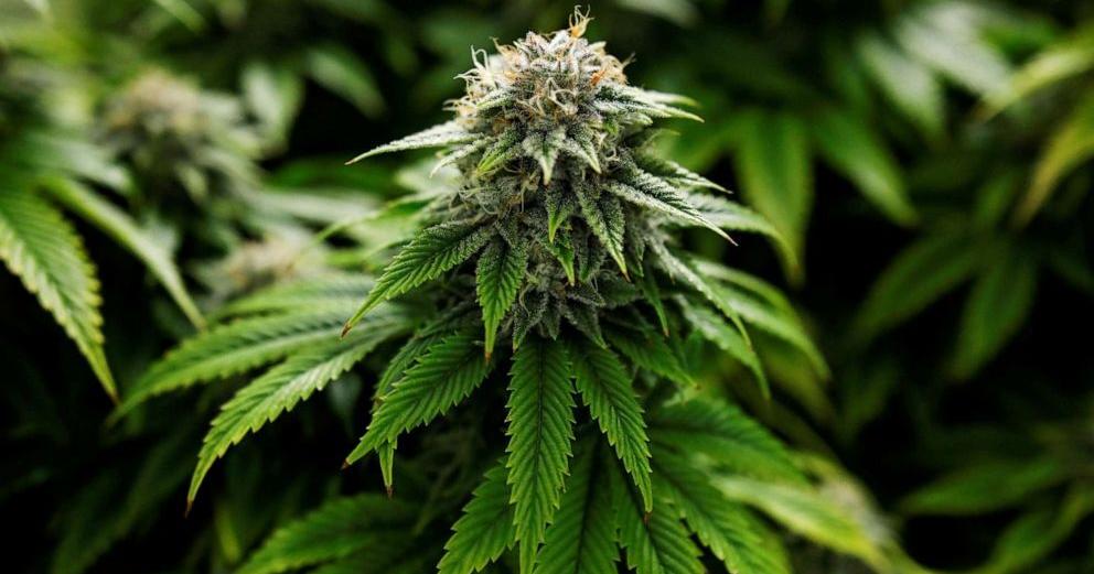 Cannabis as Medicine: A Brief History of Humans Using a Plant While Pretending It’s Dangerous