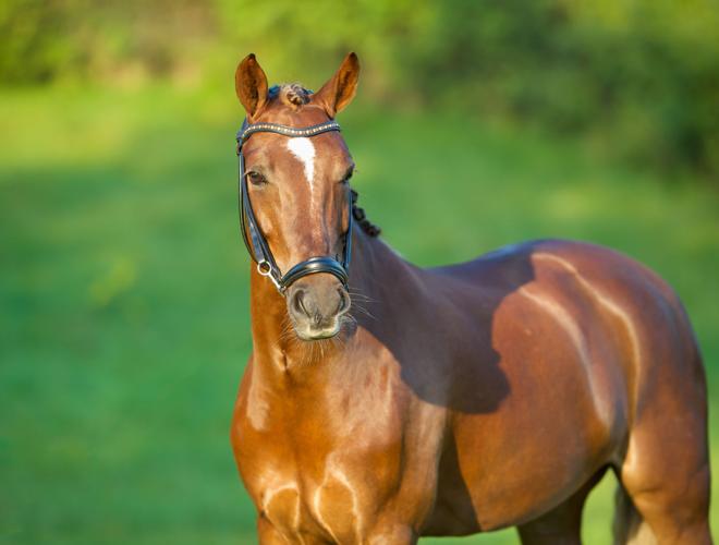 Brown horse