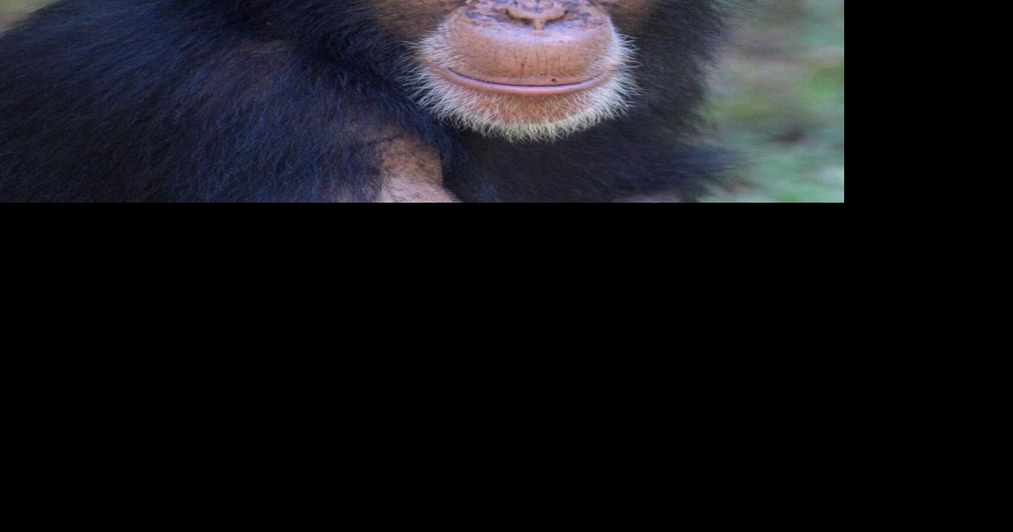 North Carolina Zoo Mourning Death of Chimp Nori Kids Family