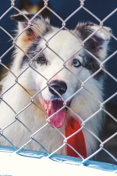 Guilford County Animal Services Prepares to Open New Facility | | Guilford County Animal Services Prepares to Open New Facility | |