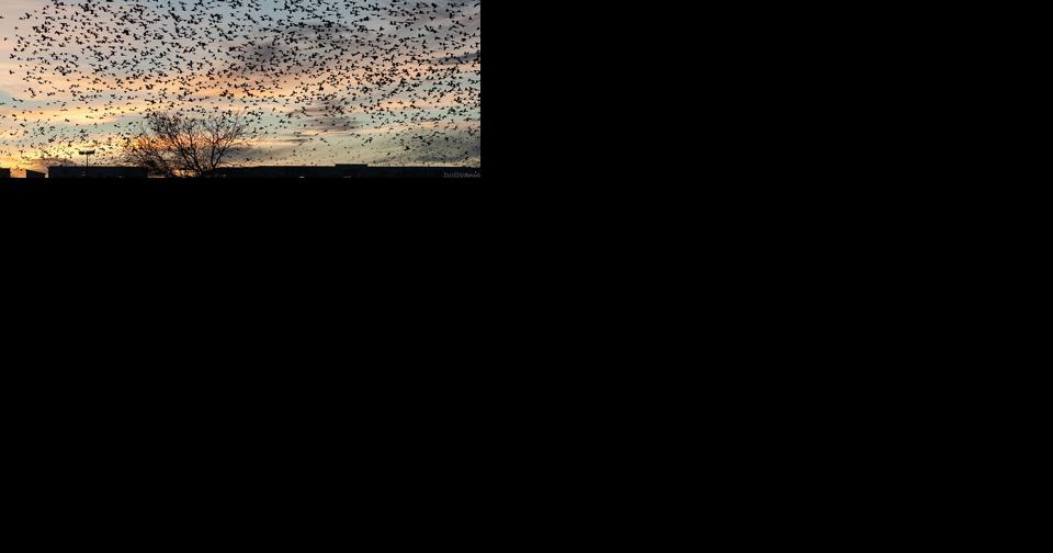 UNCSA to present immersive, outdoor music performance of "Ten Thousand Birds" on Sept. 16 | Music - Vimarsana News