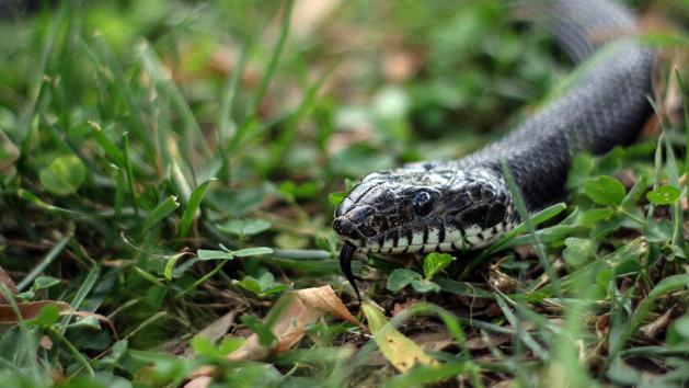 Snakes Alive Should Stay That Way News Yesweekly Com Snakes Alive Should Stay That Way News Yesweekly Com