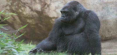 North Carolina Zoo Mourns the Passing of Rosie, the Matriarch of the ...