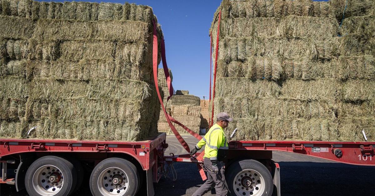 Hay Pay Judge Lets Bankrupt Anderson Hay Pay Farmers — For Now | Columbia Basin ...