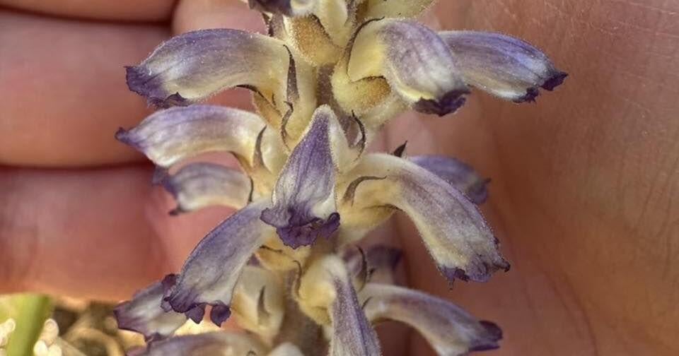 First North American Detection of Parasitic Plant Confirmed in Yakima, Raising Alarm for WA Agriculture
