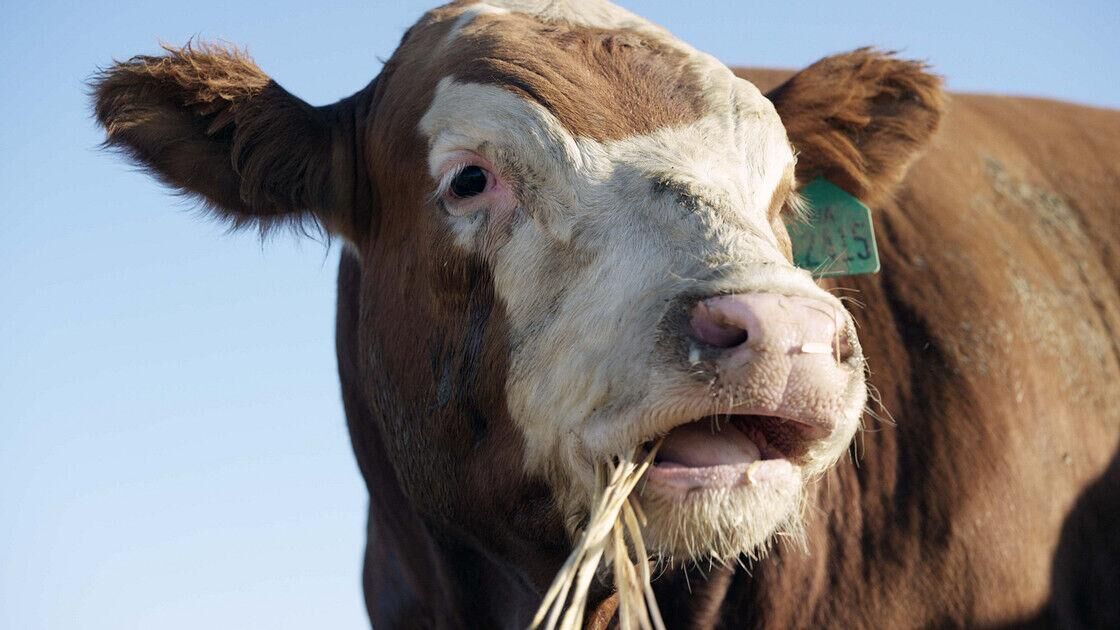 Report: Easterday Ranches and Tyson Foods reach deal to save existing ...