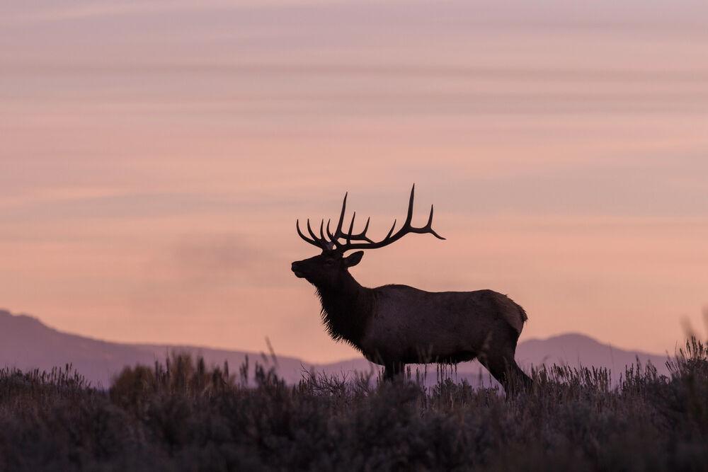 WA Wildlife Reports Healthy Elk Herds for Hunting Season Columbia