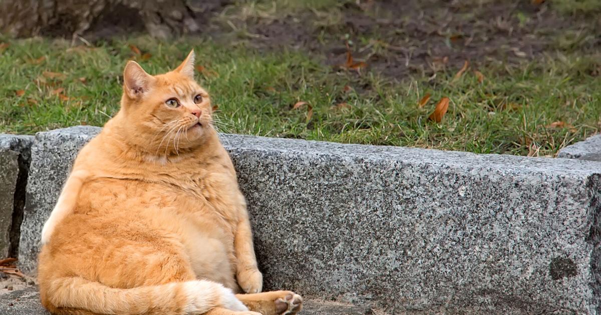 Fat cat eating rat prompts lockdown at Moses Lake school Columbia