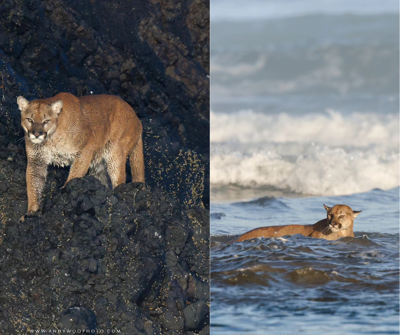 Oregon's Cannon Beach reopens after cougar sighting on iconic coastal