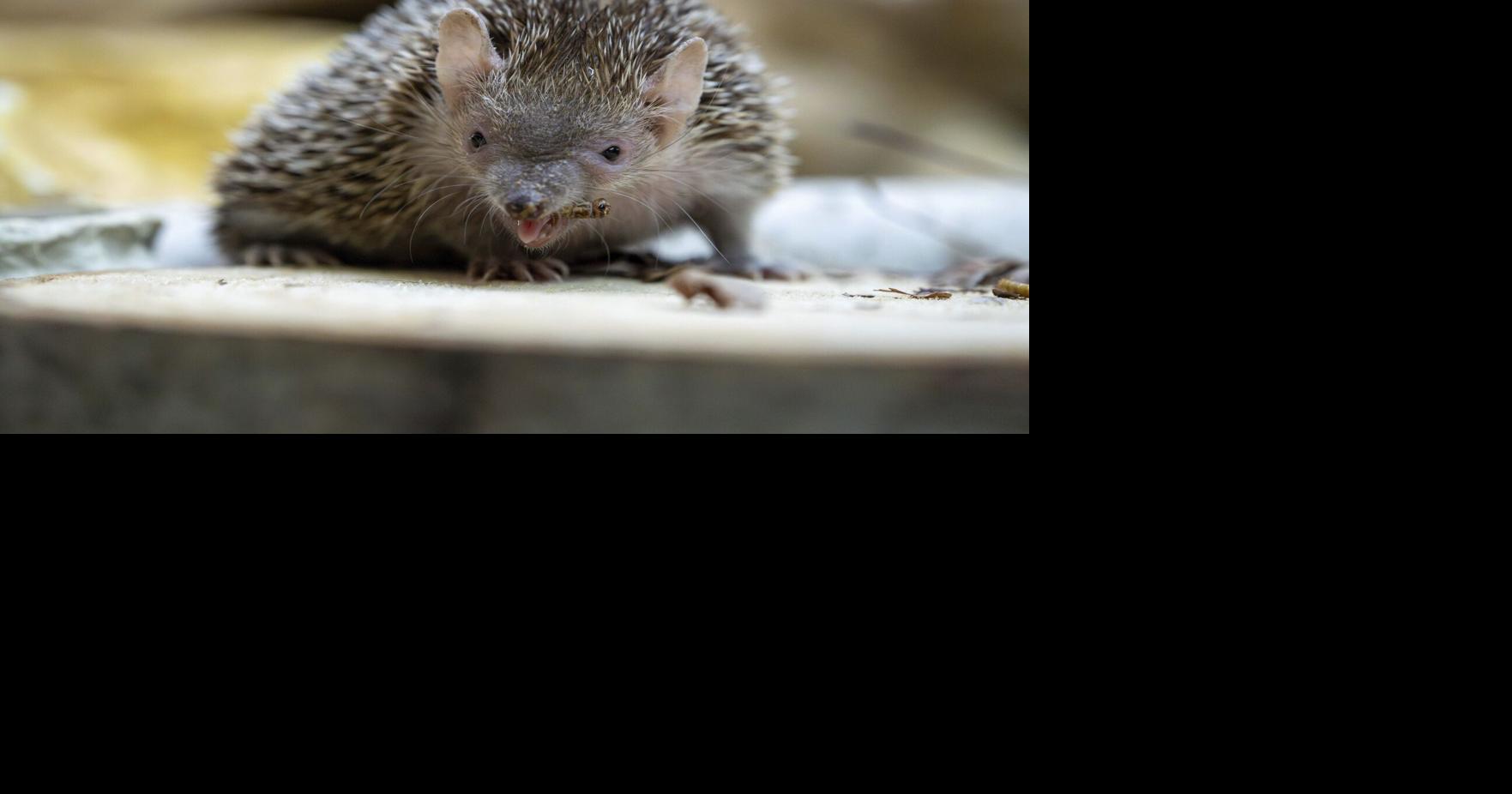 Why people are naming bugs, rats and cats after their exes this ...