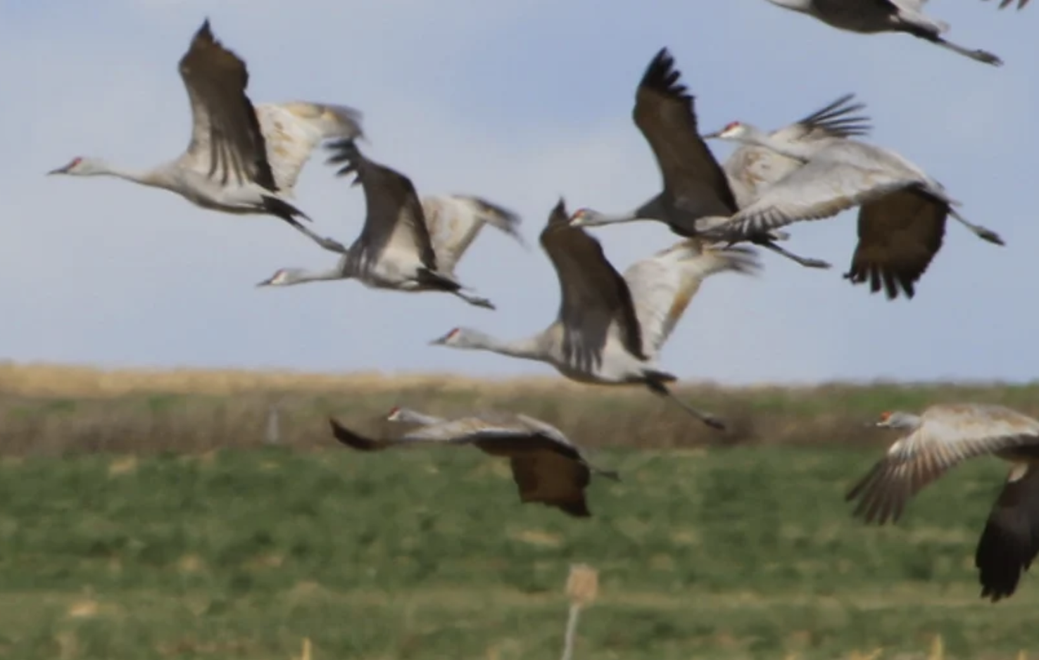 Othello Sandhill Crane Fest set Mar 2224 Columbia Basin