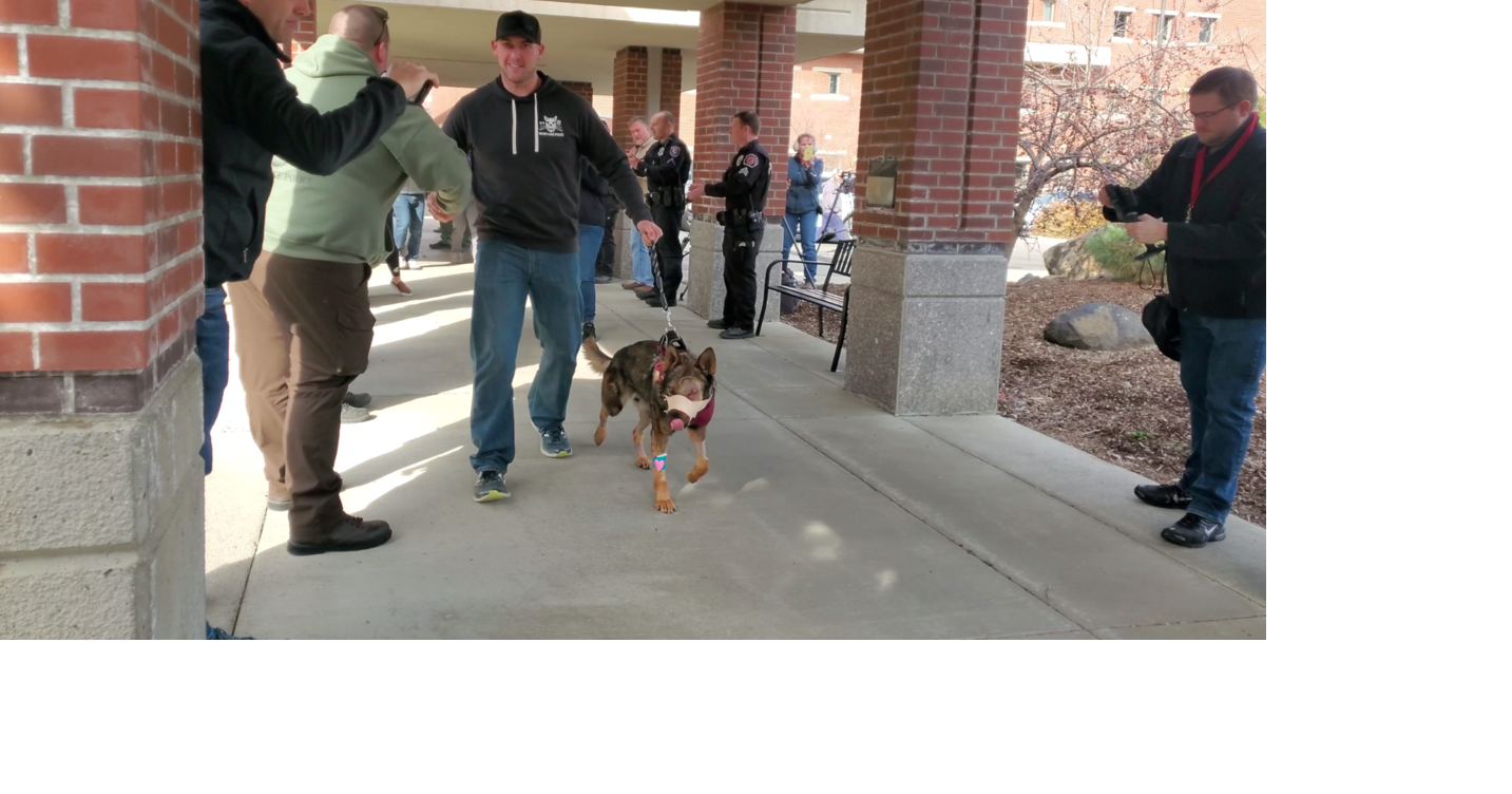 VIDEO: K9 Chief gets hero's welcome as he returns to Moses Lake just ...