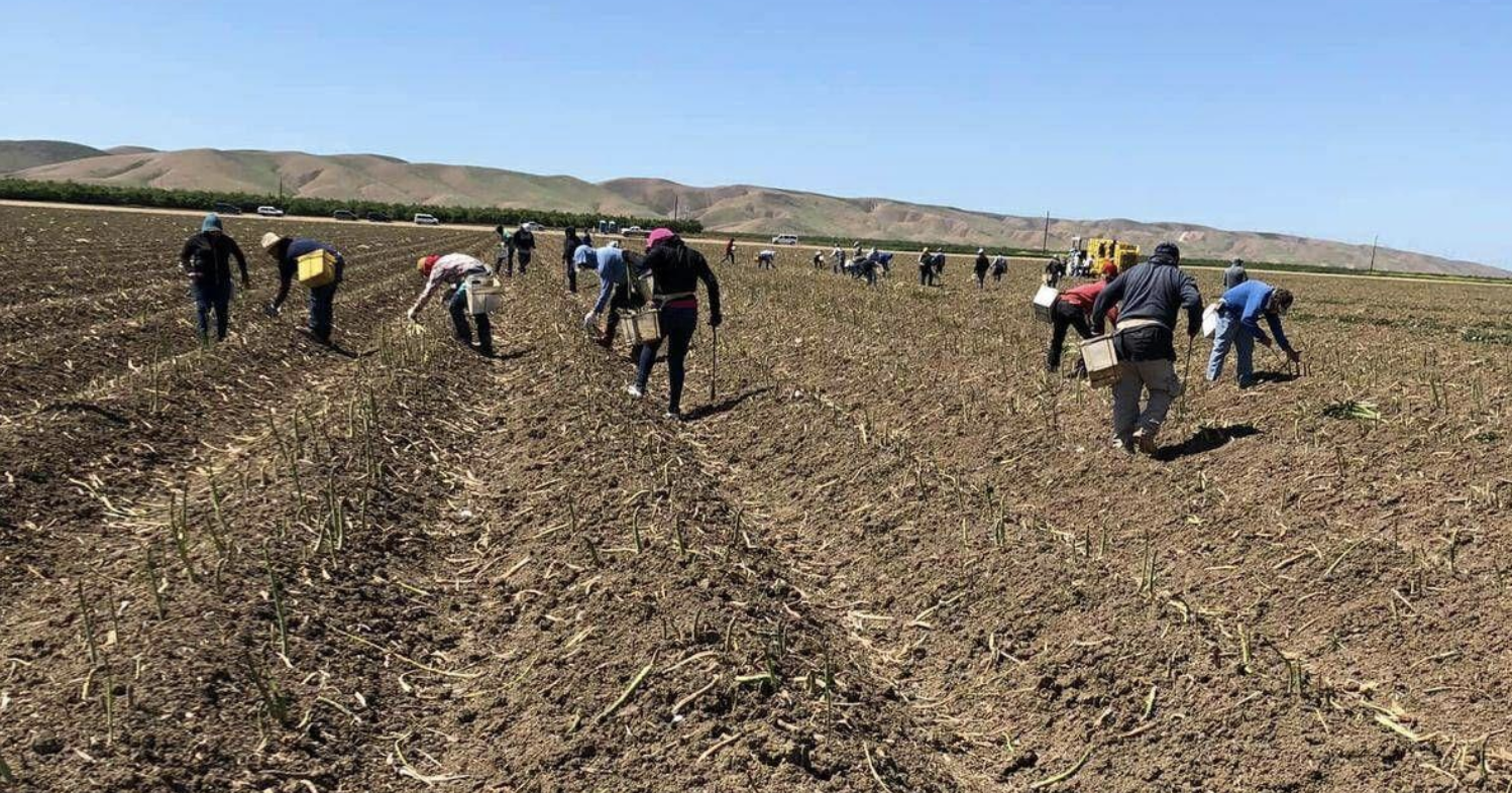 Court Orders DOL to Protect WA Farmworker Wages | Columbia Basin - Vimarsana News