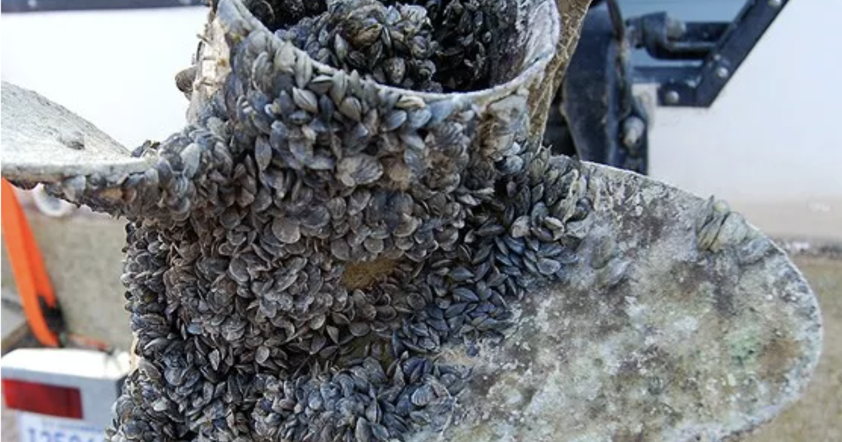 Shell Black Fish Invasive Invasive shellfish menace; Lake Chelan residents act | Columbia Basin ...