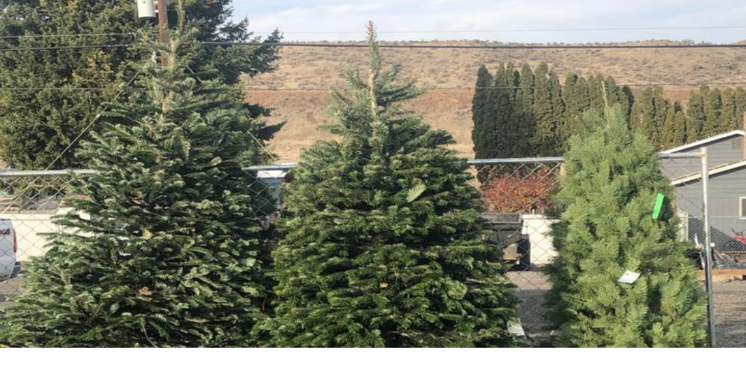 Ephrata Christmas tree retailer says conifers selling fast as people
