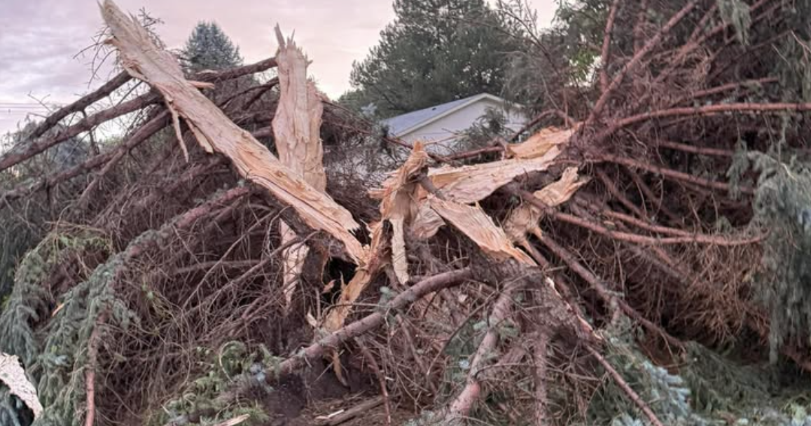 Lightning Strike Obliterates 80-Foot Tree at Moses Lake Home | Columbia ...