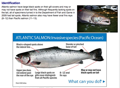 Anglers' guide to releasing salmon properly, by The Washington Department  of Fish and Wildlife