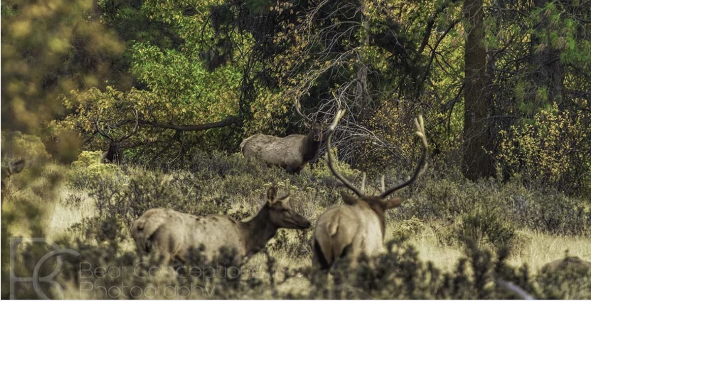WDFW Urges Hunters to Follow Import Rules to Stop CWD Spread | Columbia ...