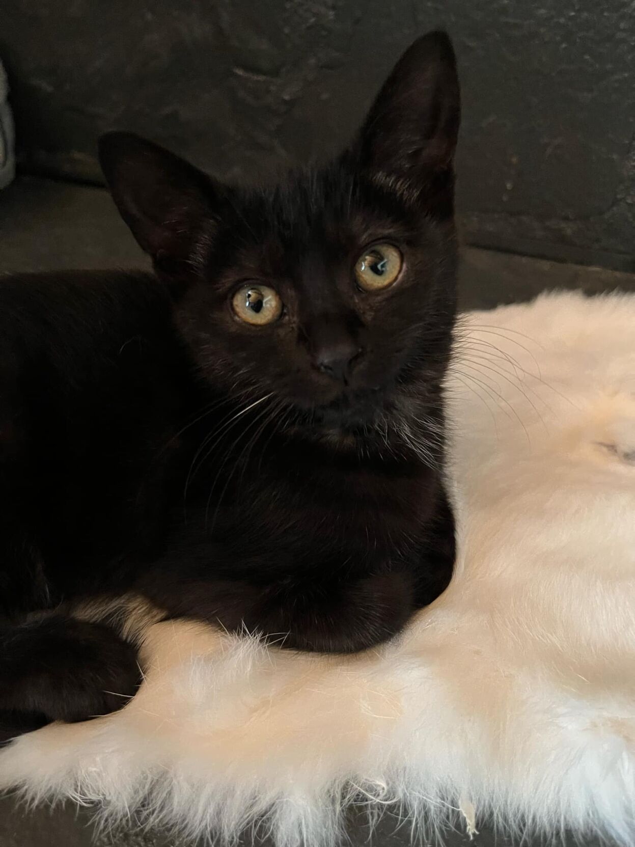 Woman rescues stranded kitten from Wenatchee bridge | Columbia Basin ...